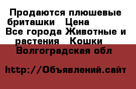 Продаются плюшевые бриташки › Цена ­ 2 500 - Все города Животные и растения » Кошки   . Волгоградская обл.